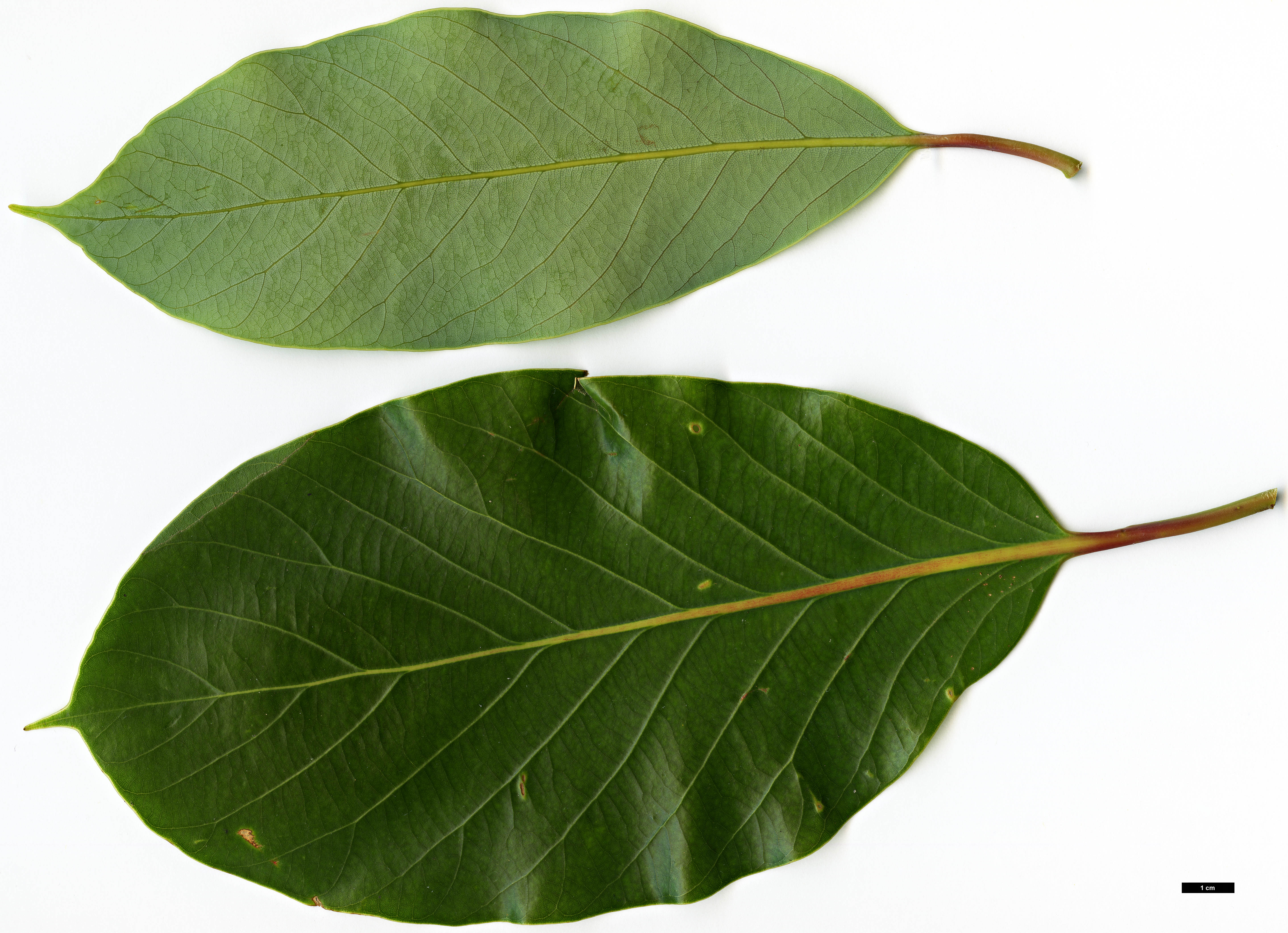 High resolution image: Family: Lauraceae - Genus: Alseodaphne - Taxon: cfr. utillis